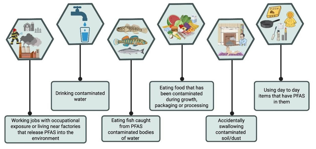 Examples of routes that can expose humans to PFAS compounds, including occupational exposure, water, fish, food, soil/dust, and common daily use items that were created to contain PFAS.